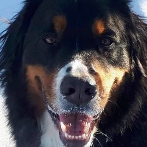 Meet your Posher, Annie